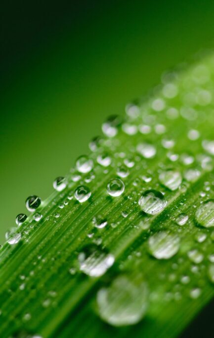 green-2432374_1920