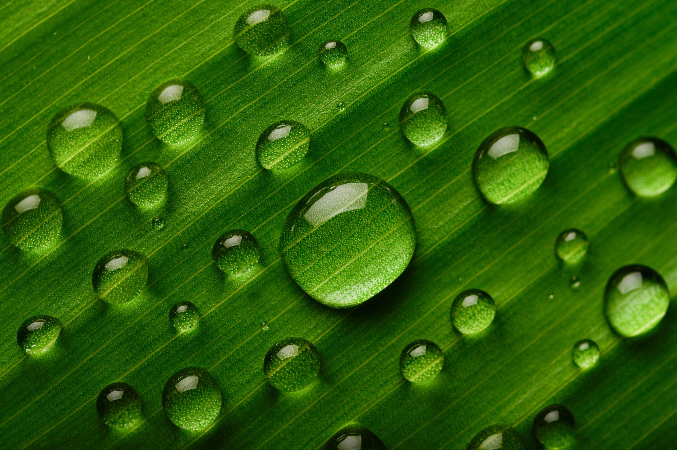 Many drops of water drop on banana leaves,selective focus